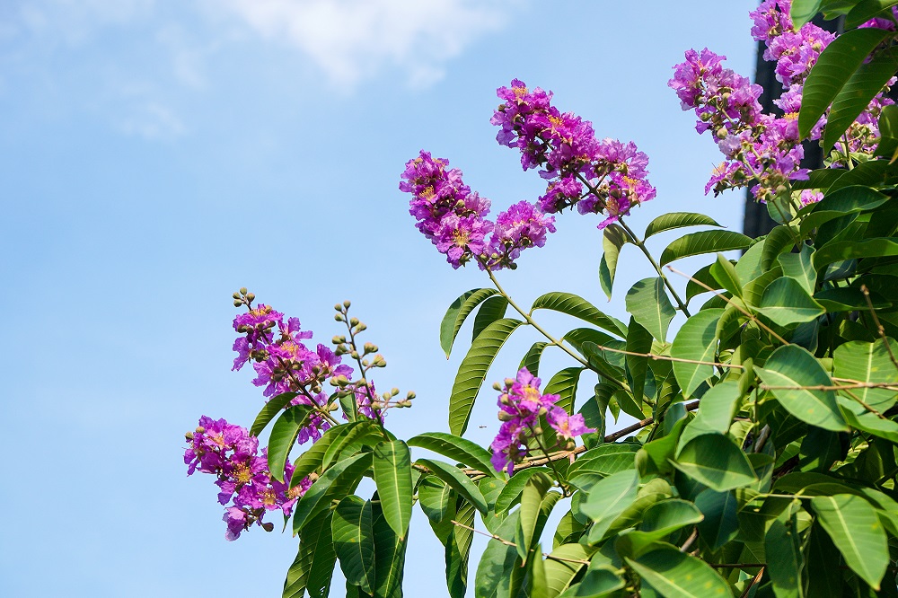 Shade of purple in the university yard