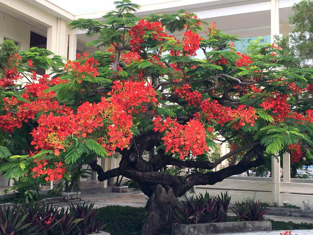 Royal Poincianas in Nha Trang