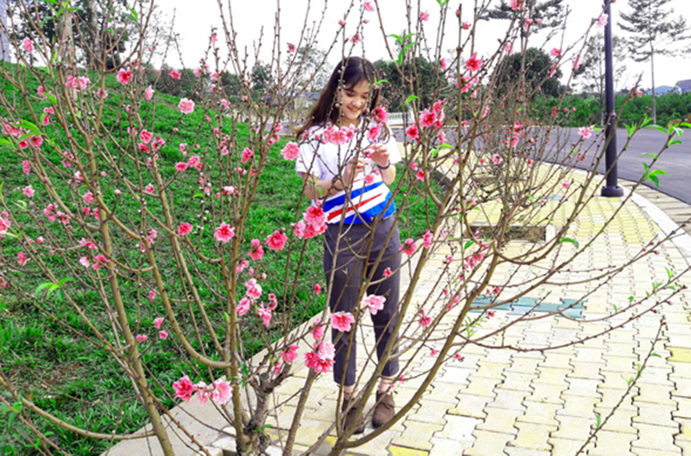 Beautiful Cherry Blossom and New Year Celebration at Ton Duc Thang University