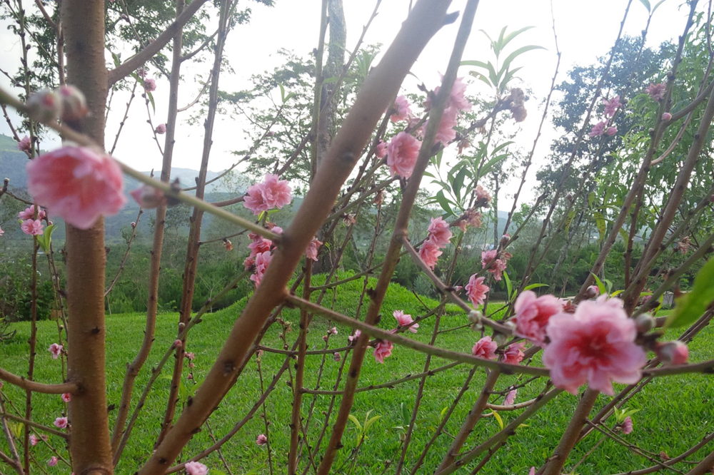 Early-Blooming cherry blossoms